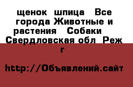 щенок  шпица - Все города Животные и растения » Собаки   . Свердловская обл.,Реж г.